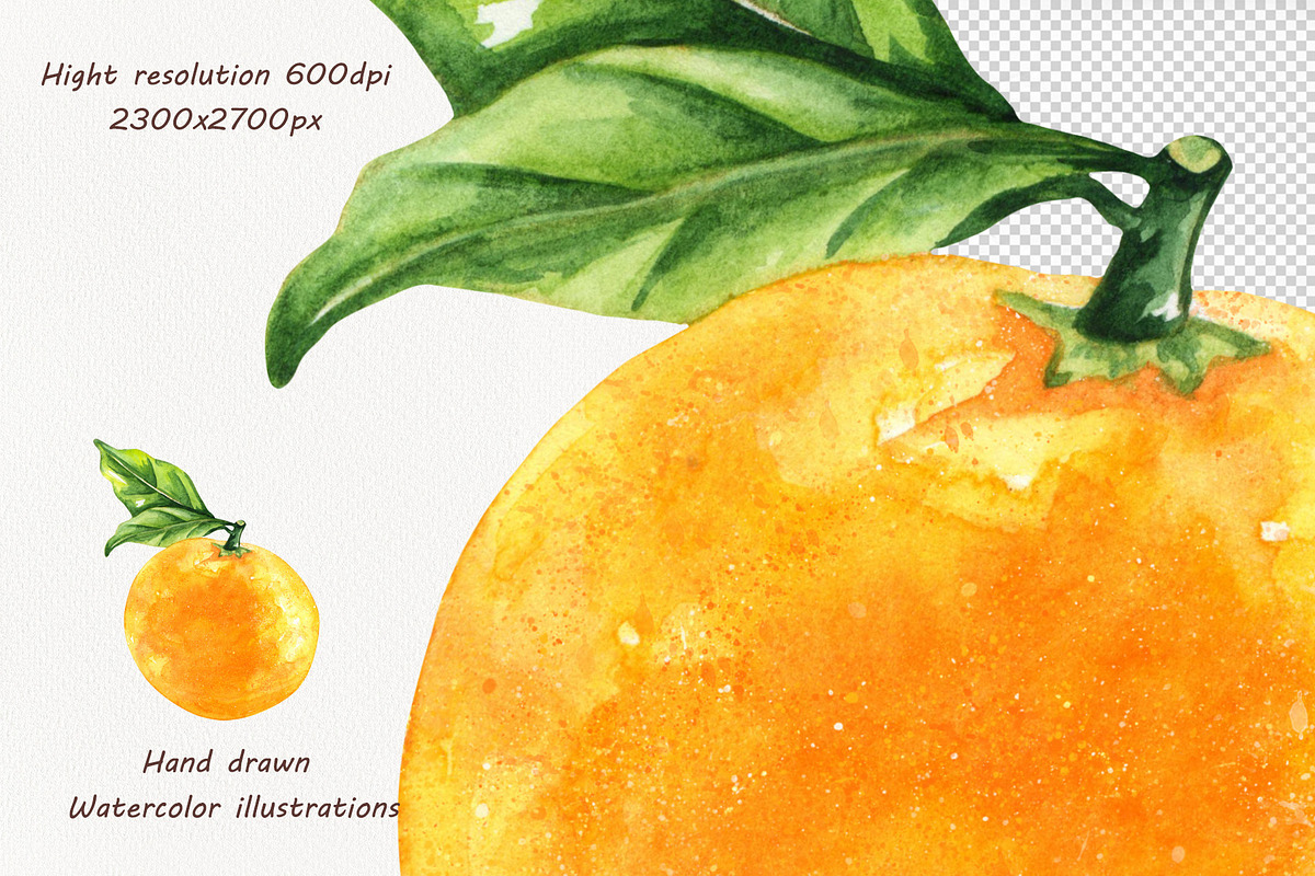 Oranges Watercolor Clipart, a Food Illustration by BarvArt (Photo 4 of 6)