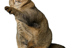 Adult gray cat sitting on isolated background and stretching paw, an Animal Photo by ndanko