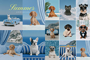 Dogue Summer – Luxury Pet Branding, an Animal Photo by Make Stories Studio (Thumbnail 5 of 5)