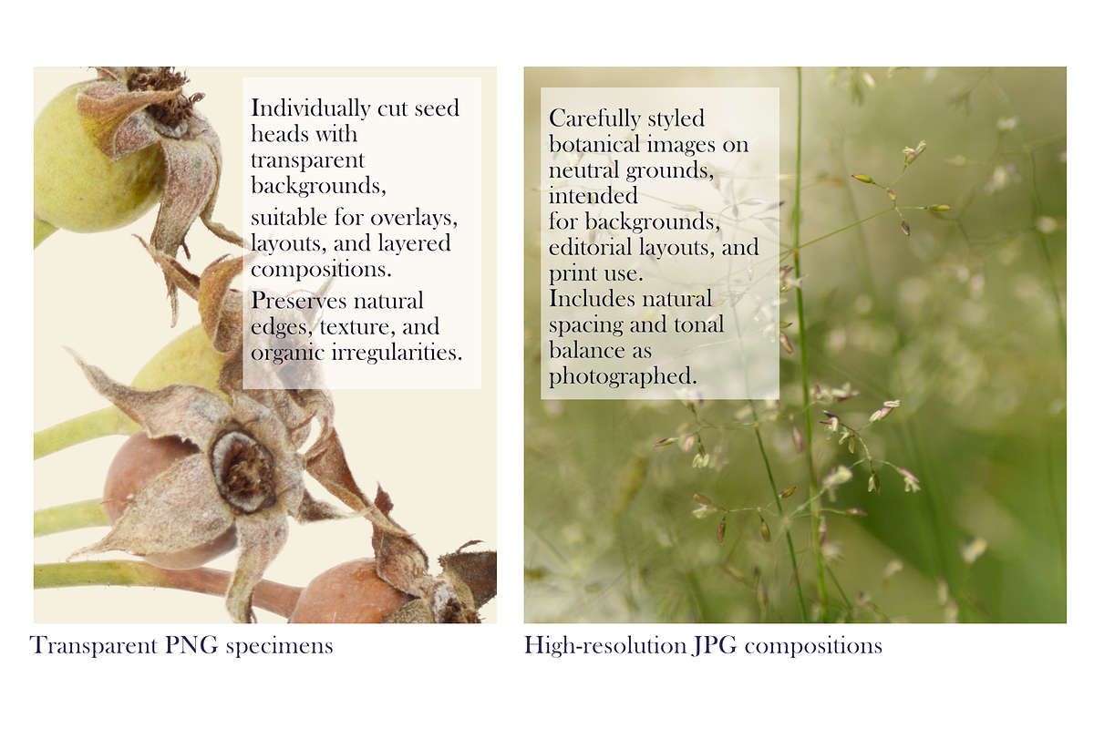 Quiet Meadow — Seed Heads Collection, an Object Graphic by Aga Silva (Photo 3 of 7)