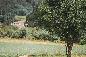 Cows resting under tree, an Animal Photo by SkyNext