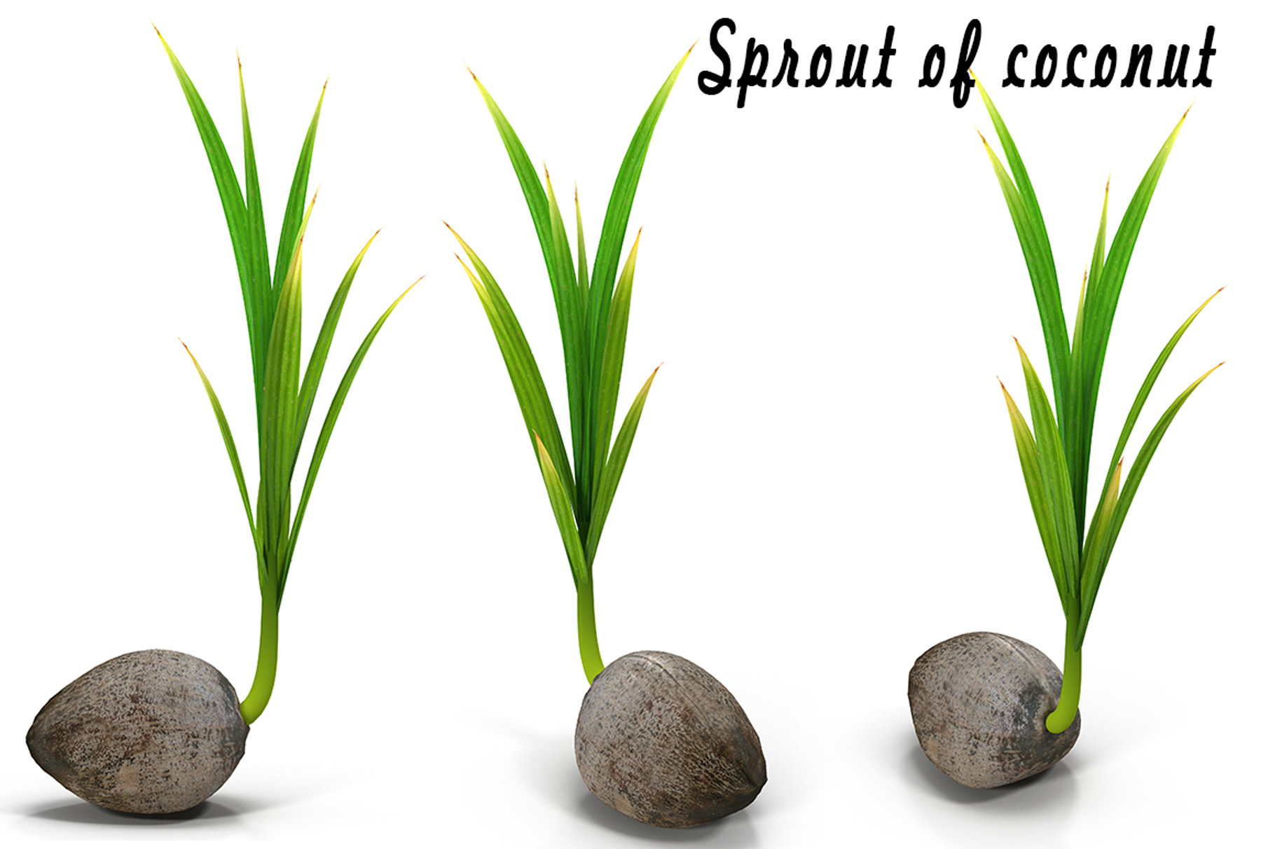 Sprout of coconut containing coconut, sprout, and seedling, a Nature Photo by AndrewWhite