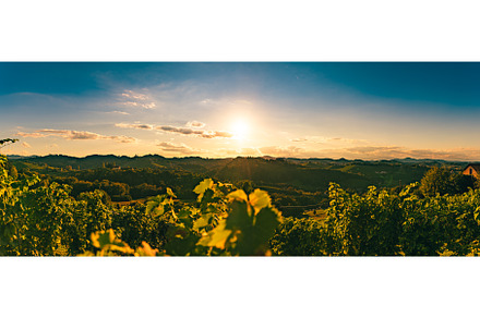 Vineyards along the South Styrian, a Nature Photo by MadPhotos