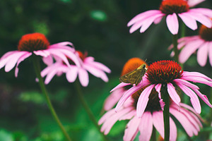 pink flower and moth