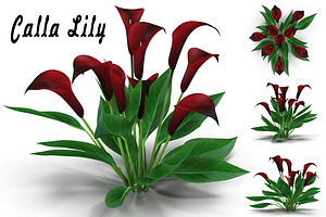 Calla Lily Purple