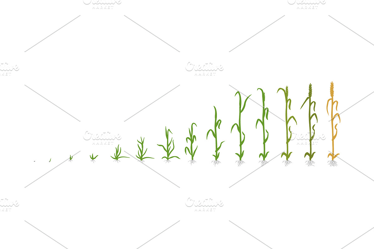 Vegetable growth stages pack, a Food Illustration by Ilia Design (Photo 5 of 9)