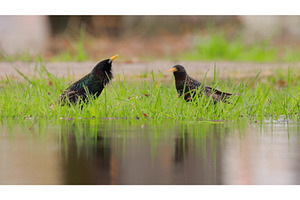 The male starling performs a, a Graphic by Our Amazing World