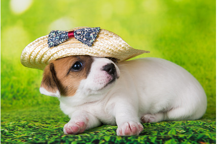 Jack Russell Terrier puppy dog in a, an Animal Photo by COLORFUL