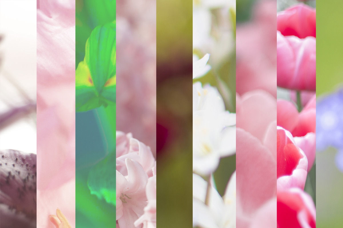 Botanicals, a Background Graphic by AmethistLab (Photo 4 of 4)
