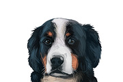 Poodle Cross Breeds 27 Dogs/Puppies, an Animal Illustration by Dneprstock (Thumbnail 2 of 27)
