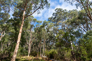 Eucalyptus trees in Kennett River, Great Ocean Road, Australia, a Nature Photo by GoodGoods