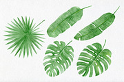 Watercolor tropical elements, an Animal Illustration by AV Design (Thumbnail 5 of 12)
