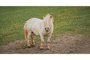 Charming spotted pony standing on, an Animal Photo by Our Amazing World