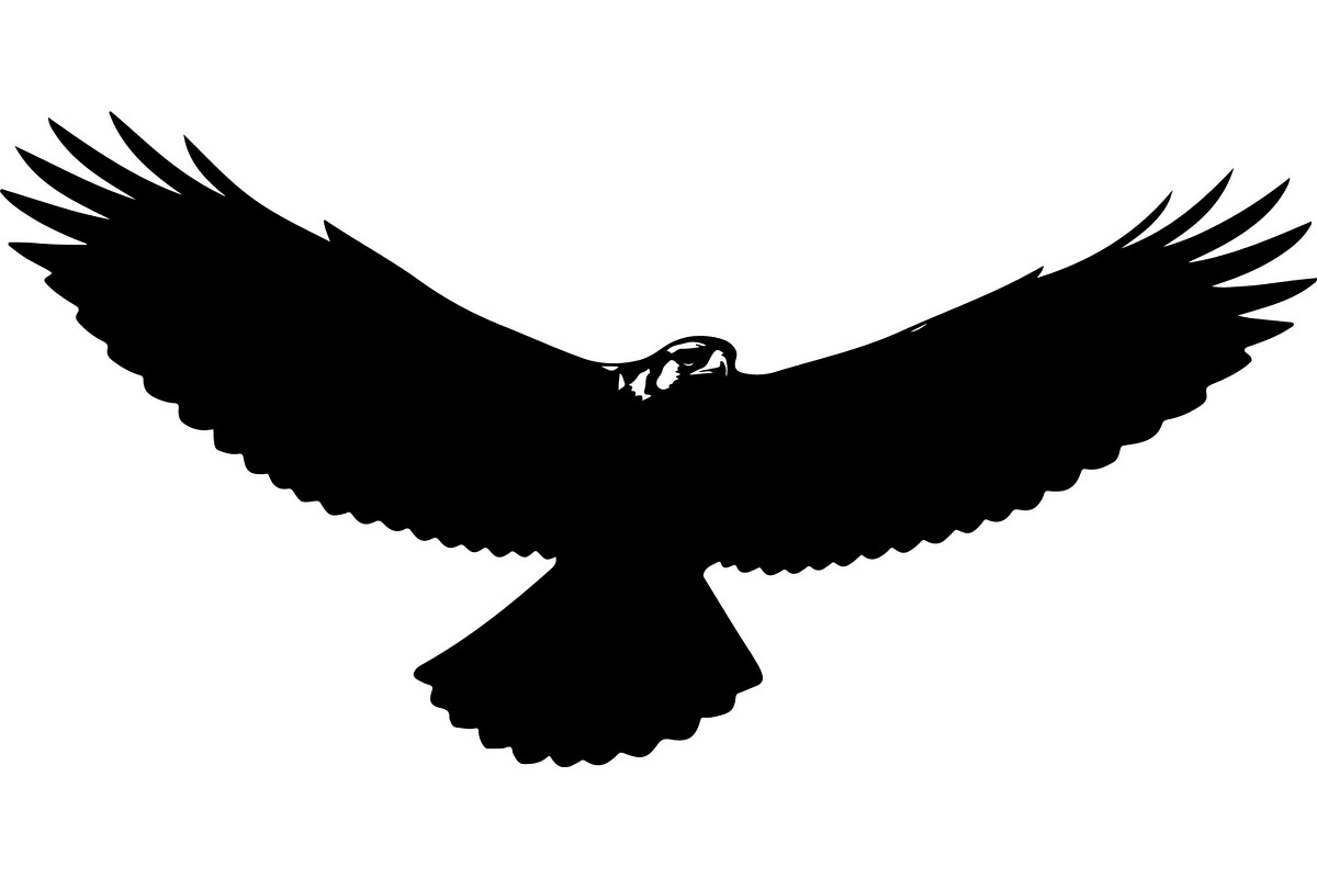 Bird Silhouettes Flying Sideways, an Animal Illustration by Designer_Momina (Photo 13 of 21)