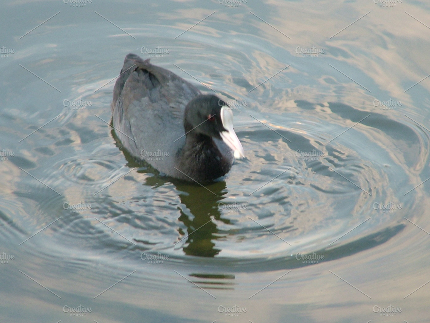 Bird stock photo containing bird and nature