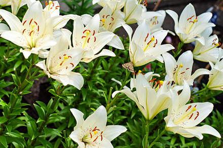 Blossoming Dogrose preview 6