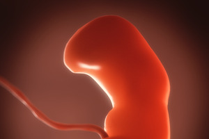 Human Embryo, Fetus Growth