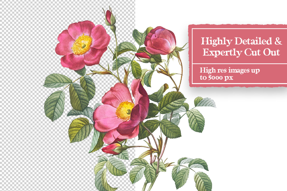 Vintage Flowers Digital Collage Pack, an Object Graphic by Collage Supply Co (Photo 3 of 3)