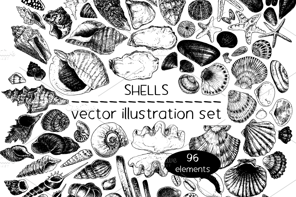Shells - vector illustration set, an Animal Illustration by Renée from Studio neetje (Photo 1 of 4)