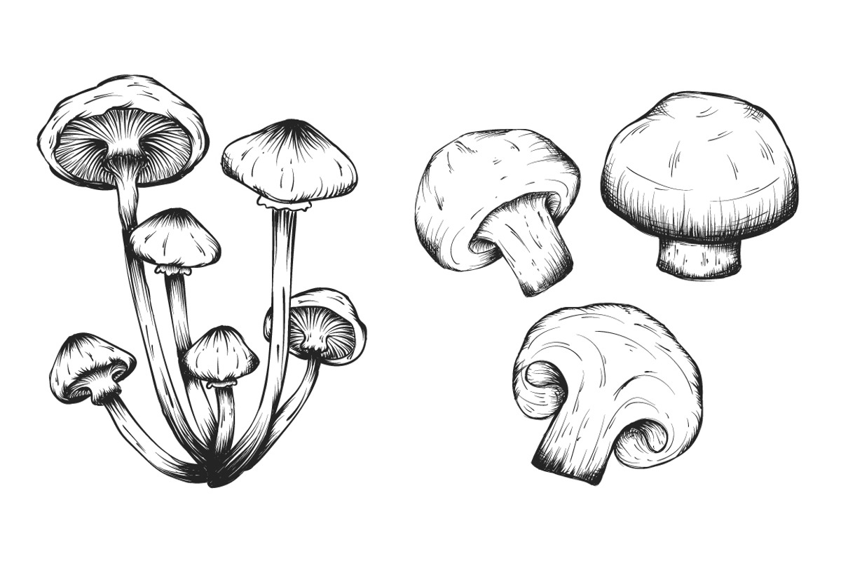 Mushrooms hand drawn set isolated, a Food Illustration by Tierre3012 (Photo 2 of 3)