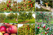 Feeling Apple, a Templates & Theme by Feelings (Thumbnail 2 of 5)