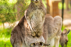 Kangaroo With Baby In Pouch, an Animal Photo by THP Creative
