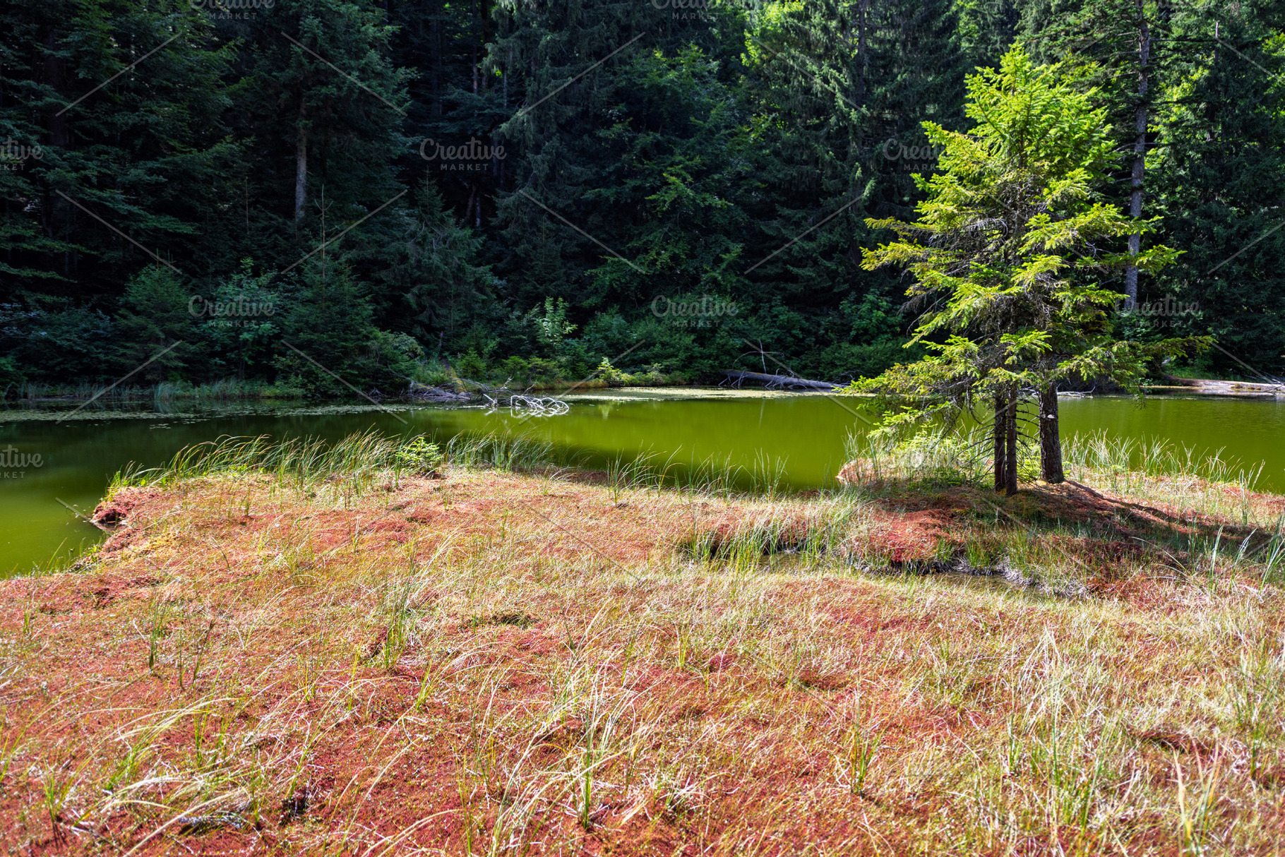 Green water reflects trees in a quiet spot near a forest, a Nature Photo by Byrdyak