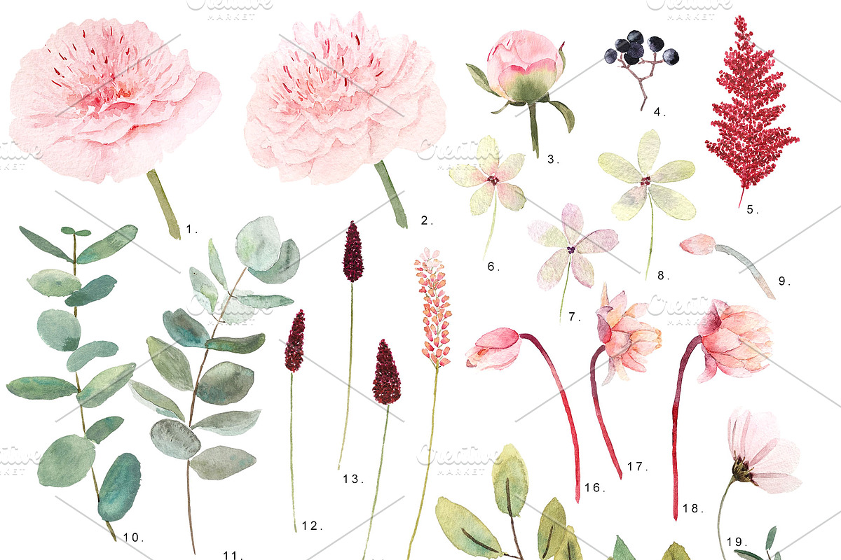 Watercolor peony and eucalyptus, a Decorative Illustration by marie dricot (Photo 8 of 11)