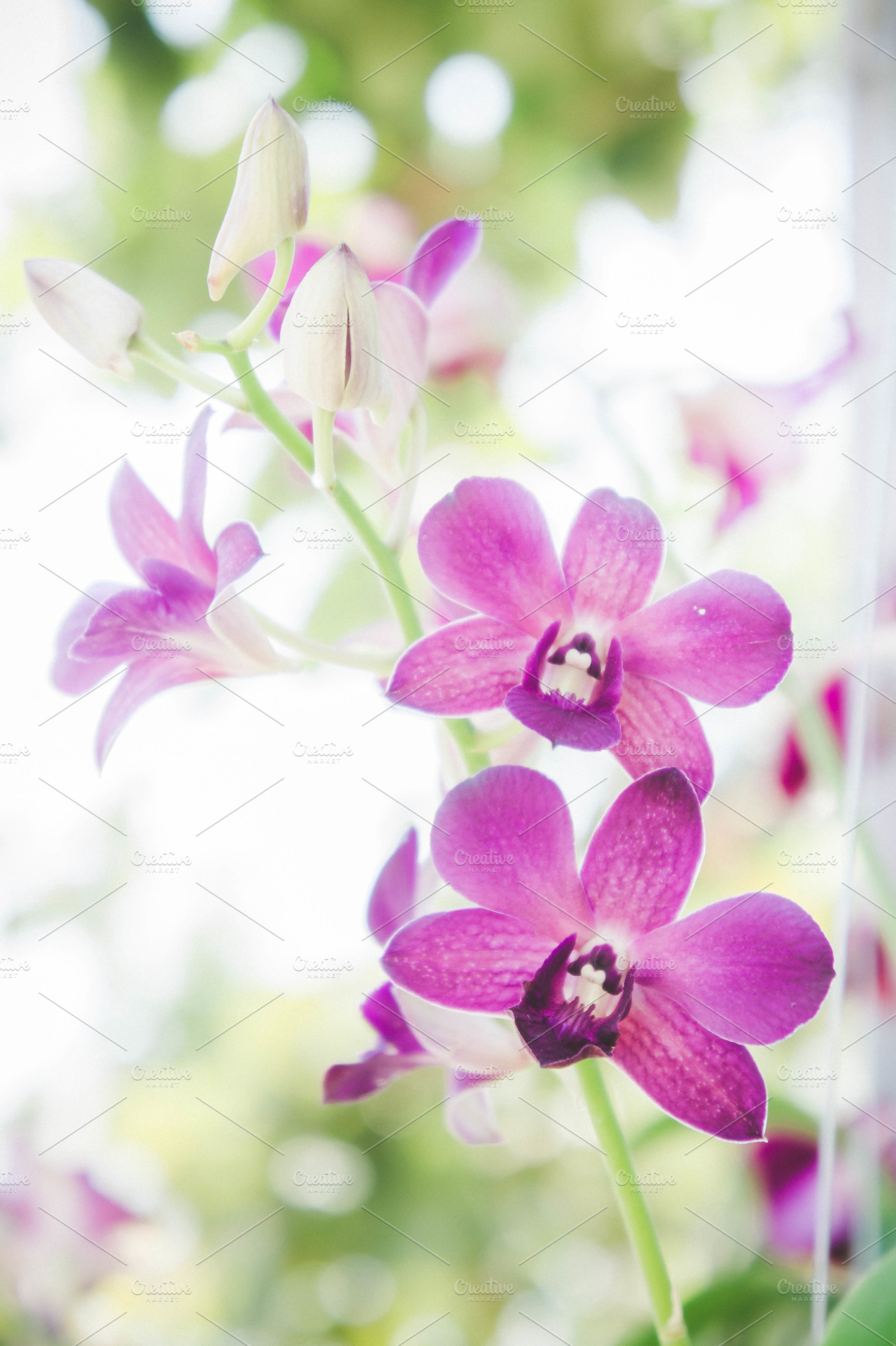 Orchid flowers containing aged, antique, and art, a Nature Photo by Lady-Vintage