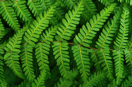 Lush fern green leaves create a beau, a Photo by Iftikhar Alam