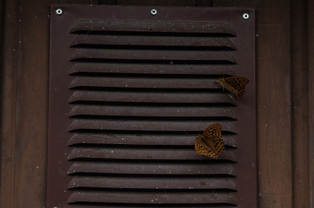 ventilation. wooden house. butterflies sitting on the ventilation