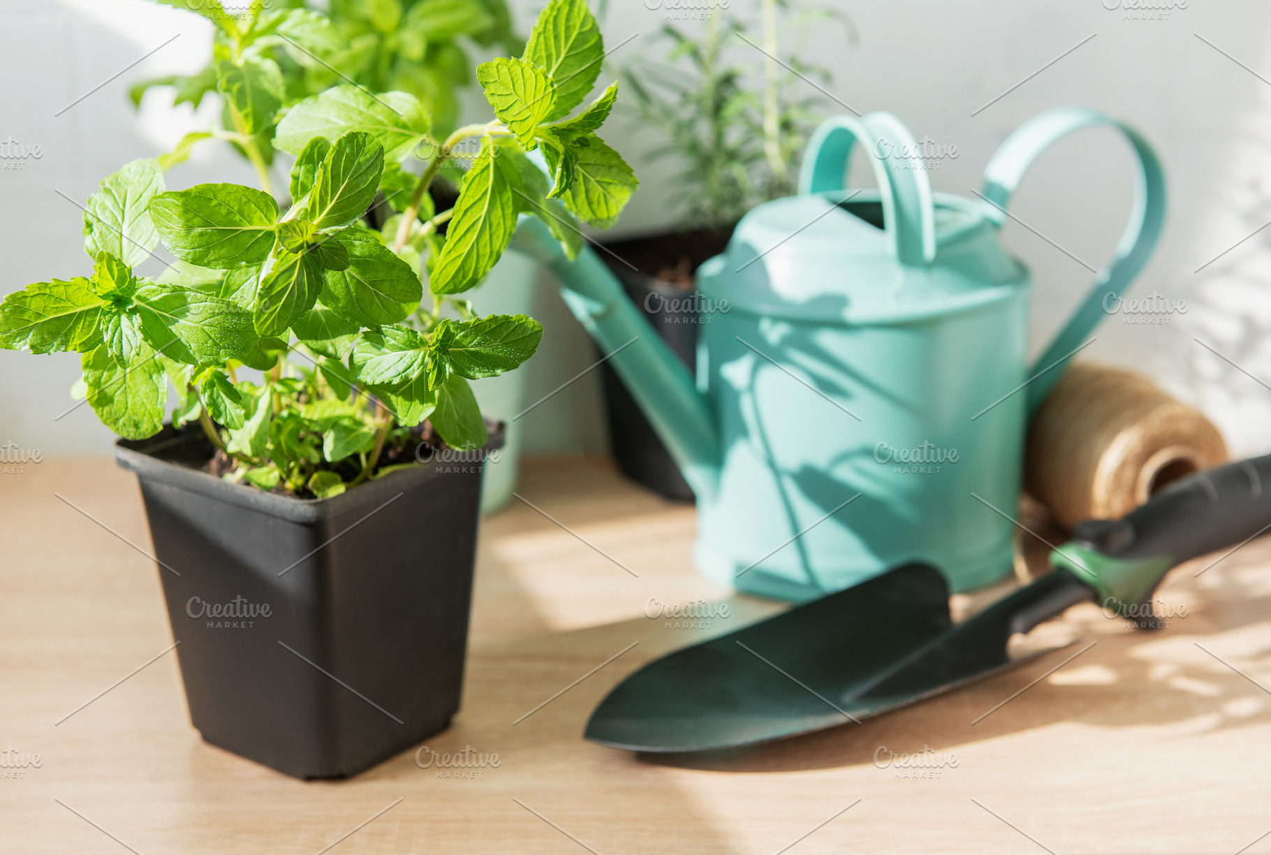 Fresh mint herb pot and gardening tools, a Nature Photo by Olena Rudo