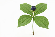 10 poisonous botanical plants, a Healthcare Illustration by StockVerse Creative (Thumbnail 8 of 12)