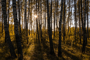 Sun setting through birch tree trunks in forest. Golden light illuminating autu, a Nature Photo by Eugene_Photo