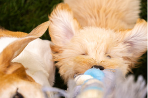 Close-up of Maltipoo Puppy and, an Animal Photo by MadPhotos