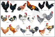 Watercolor Chicken Breeds Clipart, an Animal Illustration by FineArt (Thumbnail 6 of 11)