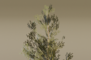 The Lodgepole Pine Tree, a Plants & Tree 3D Model by FuturePastCreatives (Thumbnail 5 of 6)