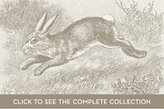 15 Rabbit Illustrations, an Animal Illustration by The Rusty Press (Thumbnail 2 of 3)