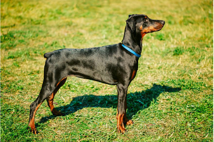 Black Doberman Dog On Green Grass, an Animal Photo by Our Amazing World