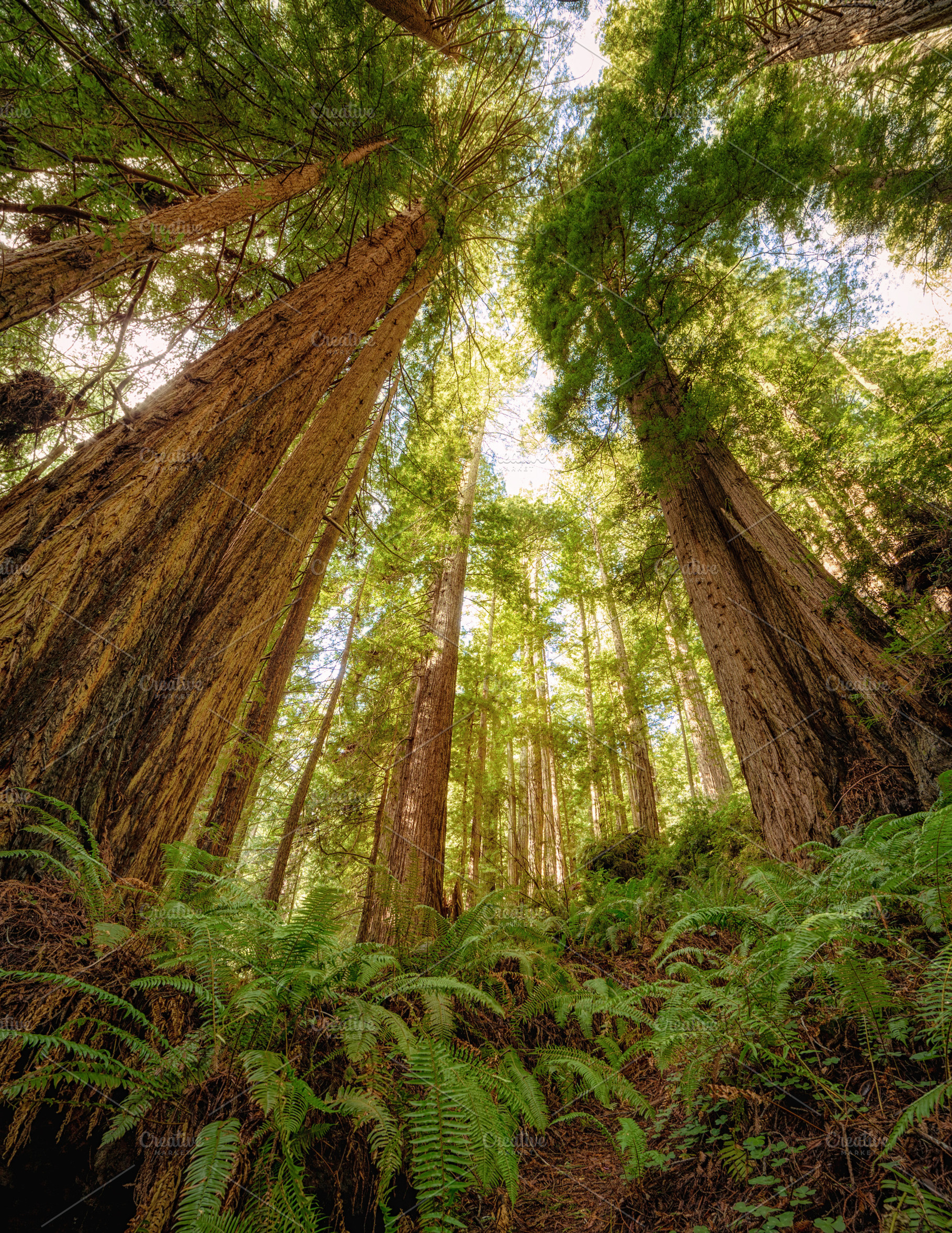 Redwood forest stock photo containing redwoods and forest, a Nature Photo by Jeff Schwartz Photography