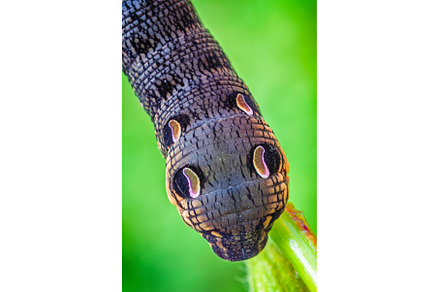 Elephant hawk moth caterpillar, an Animal Photo by Lukas Jonaitis SHOP