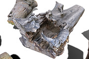 13 Tree Logs, an Environmental 3D Model by Beatheart Creative Studio (Thumbnail 20 of 37)