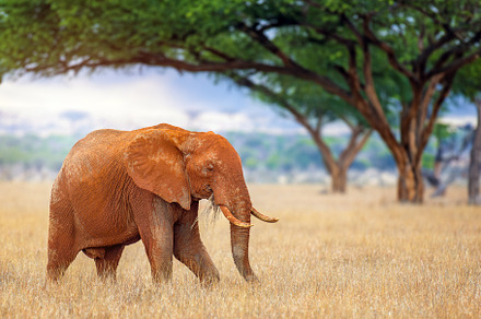 Elephant standing in savannah with acacia trees in background, an Animal Photo by Byrdyak
