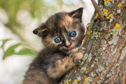 a small kitten on the fence, an Animal Photo by AlexBush
