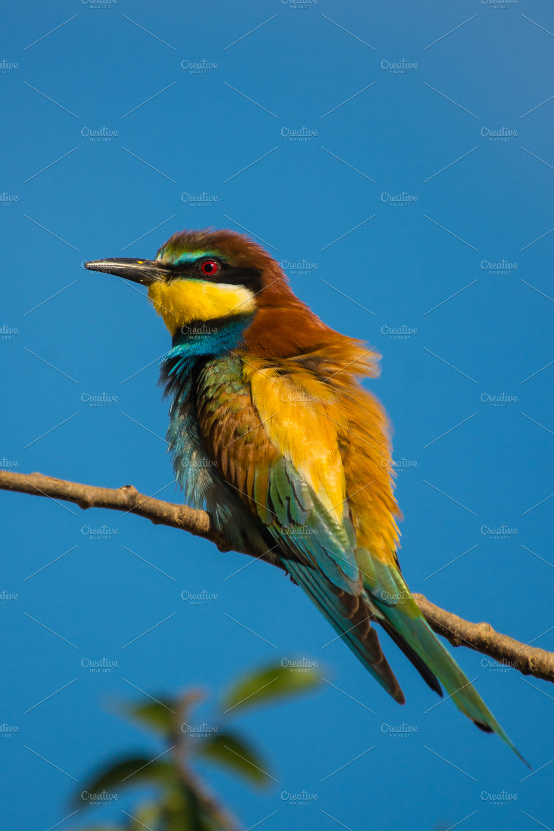 Merops apiaster featuring africa, animal, and apiaster