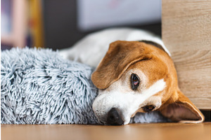 Senior Beagle Dog Resting On A Dog