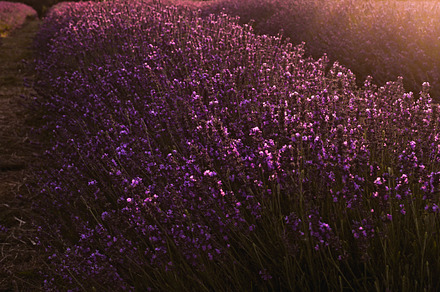 The Feather Collection... preview 6