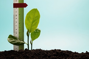 Young plant growing beside ruler ,personal growth, measurable pr, a Photo by salmon.black