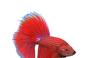 Betta Fish, an Animal 3D Model by AndrewWhite (Thumbnail 11 of 11)