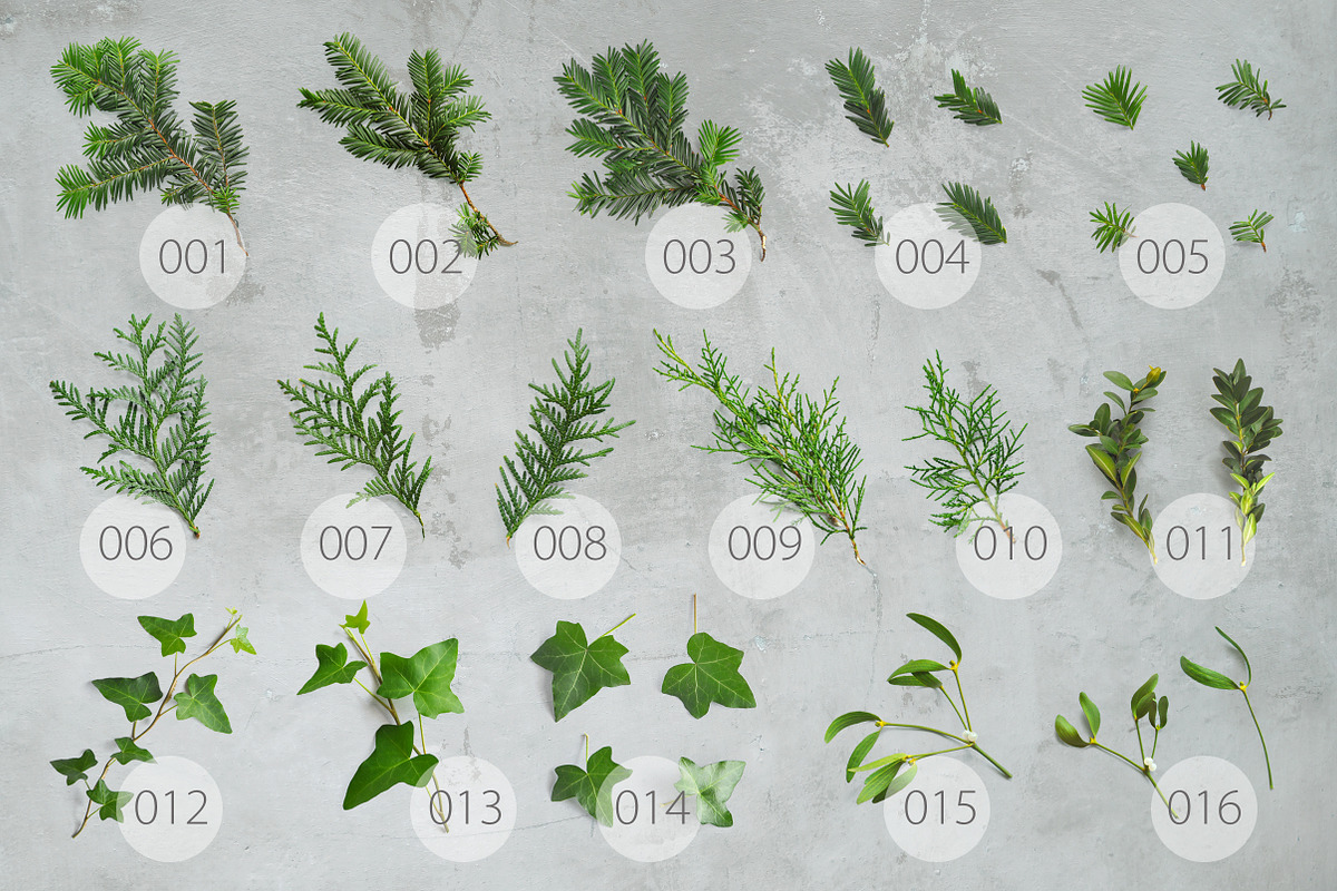 WINTER PLANTS | Scene Creator, a Product Mockup by bariskina (Photo 3 of 5)